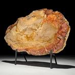 Prachtig stuk versteend hout op een op maat gemaakte, Antiek en Kunst