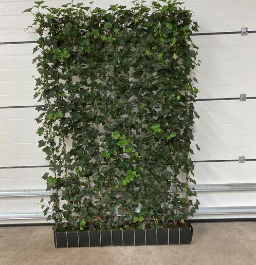 Kant en klaar Haag - Hedera schutting 120 x 180 cm, Tuin en Terras, Planten | Struiken en Hagen, Haag, 100 tot 250 cm, Ophalen of Verzenden