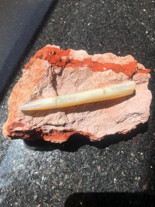 Belemniet - Gefossiliseerd dier - Violet-Tipped opalized, Verzamelen, Mineralen en Fossielen