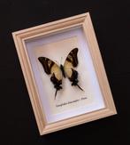Vlinder Taxidermie volledige montage - Eurytides leucaspis -, Verzamelen, Dierenverzamelingen, Nieuw