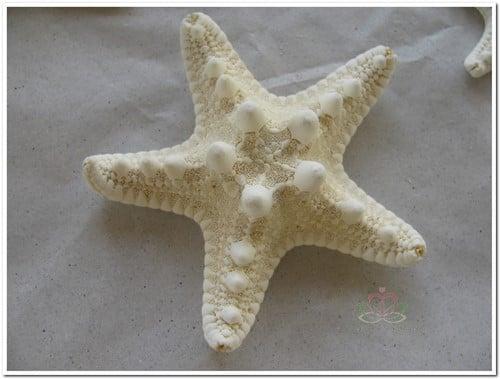 Zeester Philippine Gebleekt 5-7 cm 25 stuks, Hobby en Vrije tijd, Knutselen, Nieuw, Ophalen of Verzenden