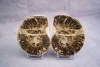 Ammoniet - Gefossiliseerd dier - Mammites sp.  (Zonder, Verzamelen, Mineralen en Fossielen