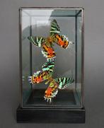 Vlinder Taxidermie volledige montage - Urania ripheus - 23, Verzamelen, Dierenverzamelingen, Nieuw