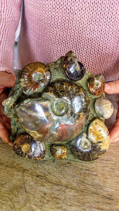 Ammoniet - Gefossiliseerd dier - Nautilus - Aioloceras, Antiek en Kunst, Curiosa en Brocante