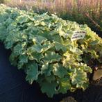 Alchemilla mollis Irish Silk (geel, Winterharde planten), Ophalen of Verzenden, Vaste plant, Overige soorten, Halfschaduw