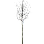 Valse Christusdoorn - Gleditsia triacanthos ‘Sunburst’ - Omt, Ophalen of Verzenden