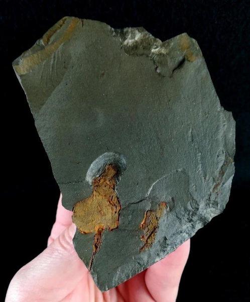 Raadselachtige primitieve stekelhuidige!!! - Cornuut -, Verzamelen, Mineralen en Fossielen