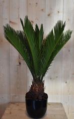 Cycas 'vredespalm' in zwarte pot, Huis en Inrichting, Kamerplanten, Verzenden