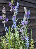 Decoratief ornament (2) - Europa - Lavendel met pot, Antiek en Kunst