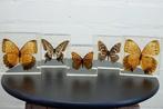 Butterfly in resin Taxidermie wandmontage - various, Nieuw