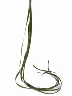 Berengras Beregras Zijdebloem Beregras berengras, Huis en Inrichting, Woonaccessoires | Kunstplanten en Kunstbloemen, Ophalen of Verzenden