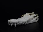 Siamese Crocodile Schedel - Crocodylus siamensis - 0 cm - 0, Nieuw