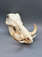 Wrattenzwijn Schedel - Phacochoerus africanus - 20 cm - 20, Verzamelen, Dierenverzamelingen, Nieuw