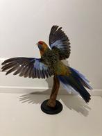 Pennant Rosella Taxidermie volledige montage - Platycercus, Nieuw