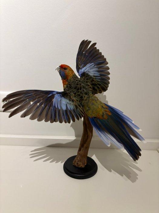 Pennant Rosella Taxidermie volledige montage - Platycercus, Verzamelen, Dierenverzamelingen
