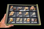 Museum rare world Murex sea shellfish - beautiful color and, Nieuw