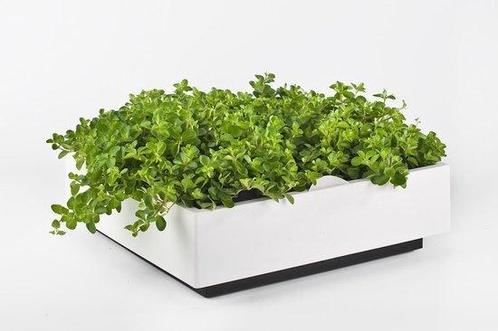 Karoo greenwall verticale tuin  wit (KWEEKSYSTEMEN), Tuin en Terras, Plantenvoeding, Nieuw, Ophalen of Verzenden