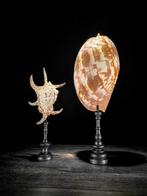 Prachtige set van 2 schelpen - Spider Conch Shell en Melo