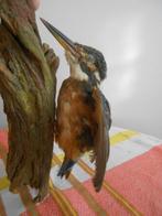 IJsvogel Taxidermie volledige montage - Martin-pêcheur, Nieuw
