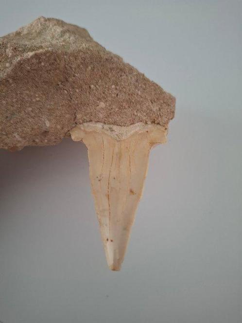 Grote tand van de Otodus-haai - Fossiele tanden - Tiburón, Verzamelen, Mineralen en Fossielen