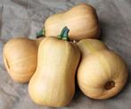 Butternut butterbaby f1 pmt kleinverpakking aanrader, Ophalen of Verzenden, Nieuw