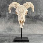 GEEN RESERVEPRIJS - Witte ramshoofd op een op maat gemaakte, Antiek en Kunst, Curiosa en Brocante