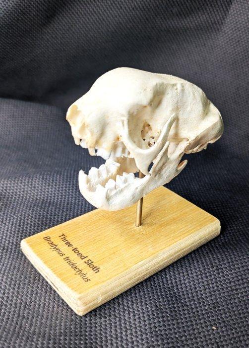 Three-toed Sloth Schedel - (Bradypus tridactylus) - Museum, Antiek en Kunst, Curiosa en Brocante