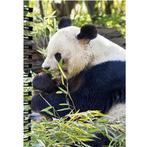 Notitieboekje 3d Panda blanco NIEUW, Diversen, Ophalen of Verzenden, Nieuw