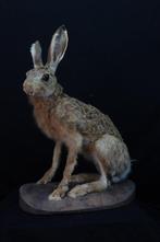 European Brown Hare Taxidermie volledige montage - Lepus, Verzamelen, Dierenverzamelingen, Nieuw