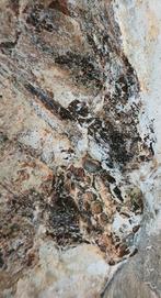 Vis - Fossiele matrix - Paleobalistum (Flagellipinna, Verzamelen, Mineralen en Fossielen