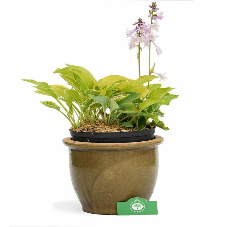 Hosta Experience, Tuin en Terras, Planten | Tuinplanten, Verzenden