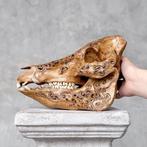 Geen veilingprijs - Prachtige bruine, uitgehouwen patina