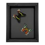 Vlinder Taxidermie volledige montage - Urania Ripheus -, Antiek en Kunst