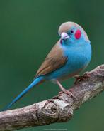 Voor de meeste diversiteit aan siervogels, zangvogels en mee, Dieren en Toebehoren, Vogels | Overige Vogels, Meerdere dieren, Tropenvogel