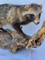 Wasbeerhond Taxidermie volledige montage - Nyctereutes, Verzamelen, Dierenverzamelingen, Nieuw