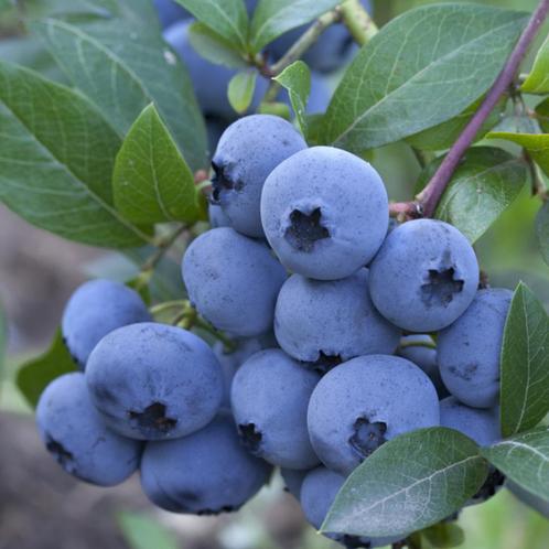 Blauwe bosbes - Vaccinium corymbosum Brigitta Blue - 40-60, Tuin en Terras, Planten | Bomen, Ophalen of Verzenden
