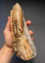 Wolharige mammoet Tand - Mammuthus primigenius - 21 cm - 9