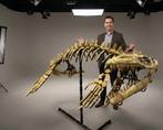 Mosasaurus - Fossiel skelet, Verzamelen, Mineralen en Fossielen