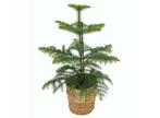 Araucaria Norfolk Pine - Met mand, Verzenden