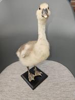 Jonge gans Taxidermie volledige montage - Anser anser, Nieuw