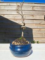 liquidambar bonsai - Hoogte (boom): 27 cm - Diepte (boom):