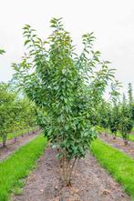 Prunus serrulata Kanzan meerstammig