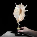 GEEN RESERVEPRIJS - Prachtige Spider Conch Shell op een, Antiek en Kunst