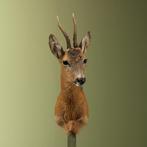 Reebok Zomervacht Taxidermie Opgezette Dieren By Max, Ophalen of Verzenden, Nieuw, Wild dier, Opgezet dier