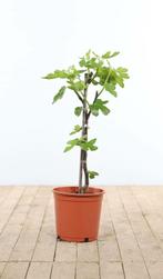 Vijgenboom Ficus Carica Gestokt 60-80 Pot, Tuin en Terras