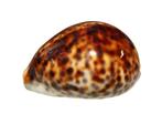 Extra grote!!!  VERZAMELINGSTUK  Tijger Kauri Cypraea, Verzamelen, Nieuw