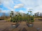 Ilex Crenata bonsai Japanse hulst in Sierpot, Nieuw, Ophalen