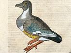 Conrad Gesner [1516-1565], Konrad Gessner - Brant Goose,, Antiek en Kunst