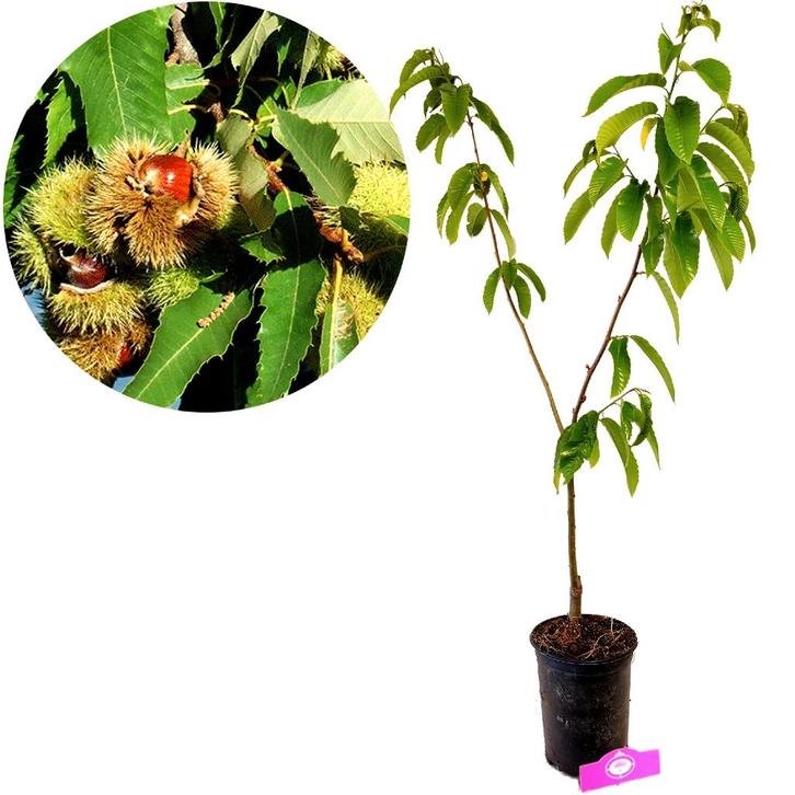 Castanea sativa Pilio + pot 23cm, Tuin en Terras, Planten | Fruitbomen, Volle zon, Verzenden