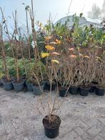 Viburnum opulus Compactum, Ophalen